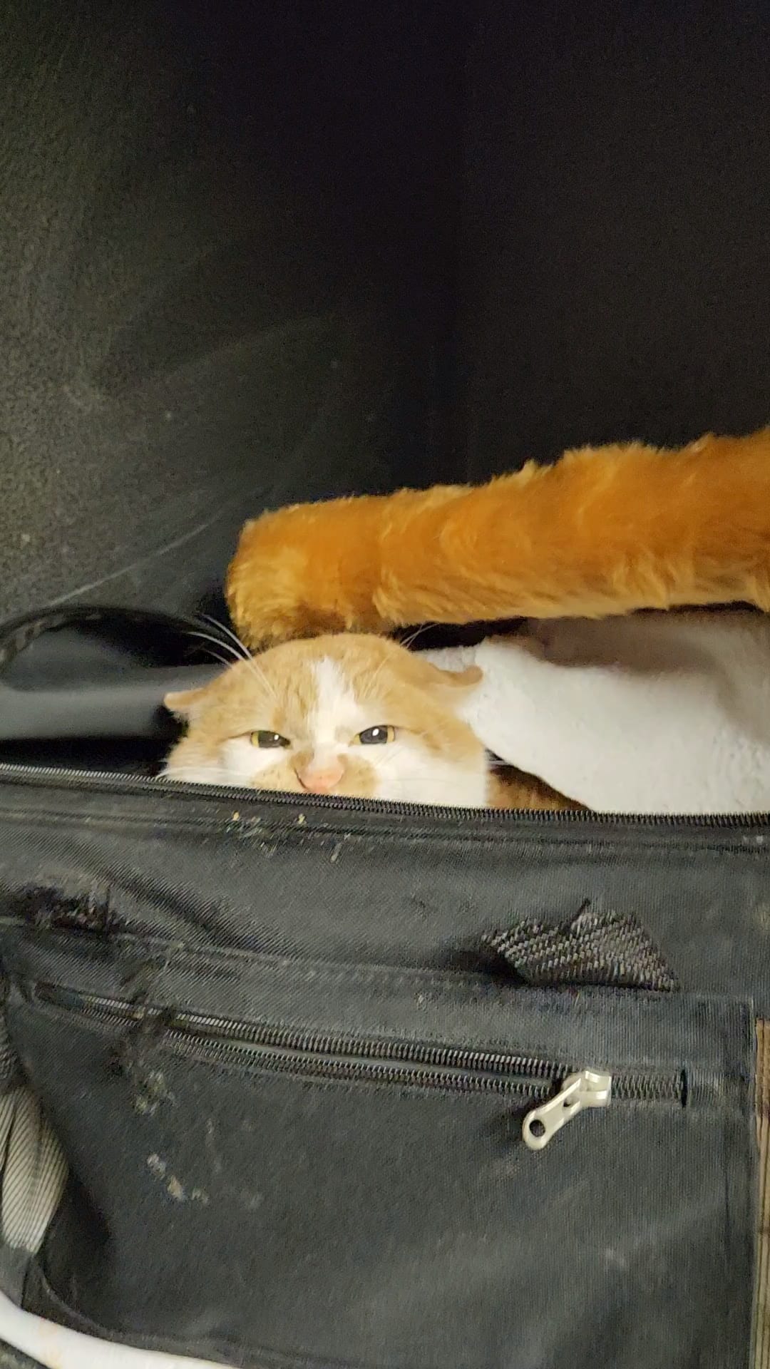 cat peeking from a bag