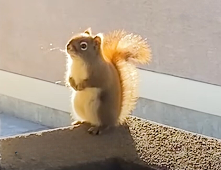 close-up photo of a squirrel