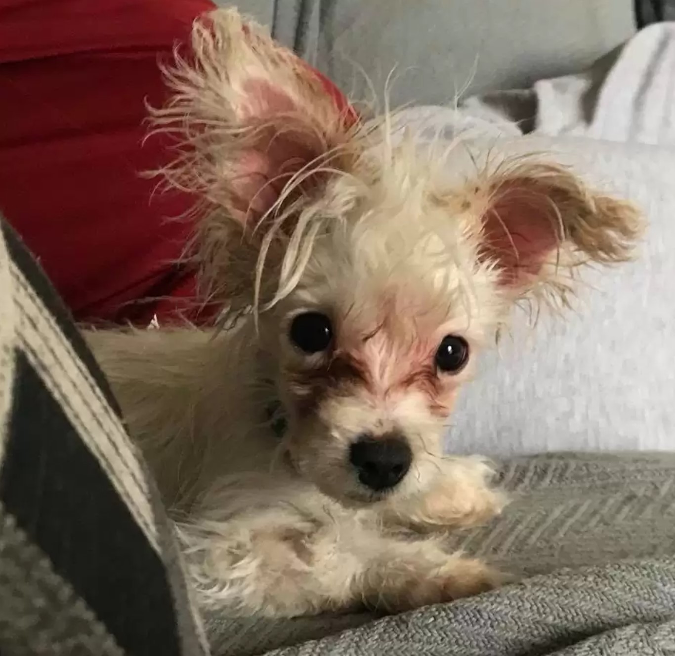 close-up photo of dog with disability