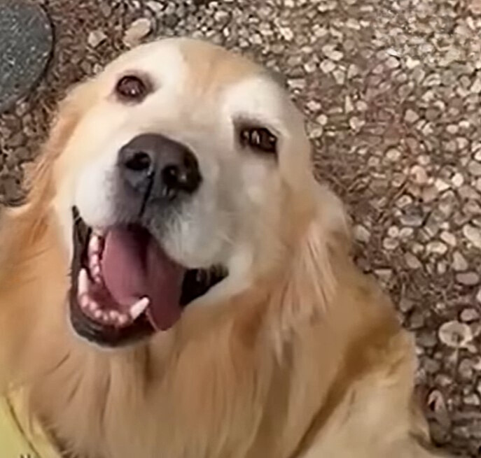 close-up photo of golden retriever