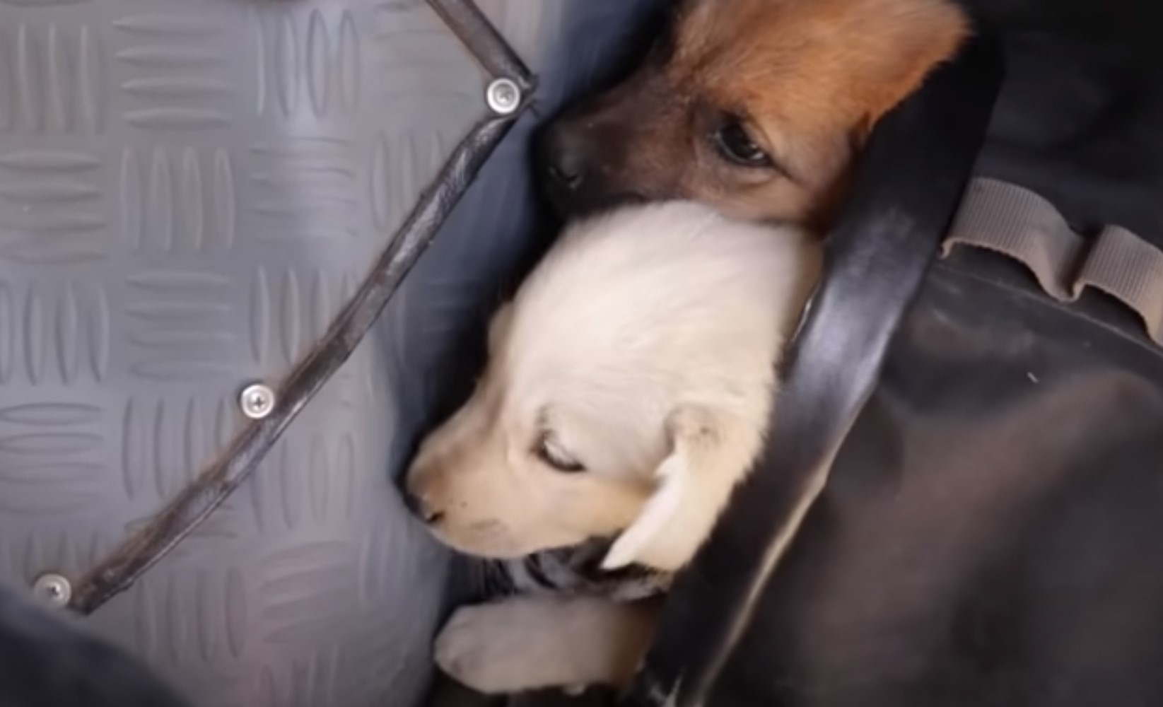close-up photo of two puppies lying