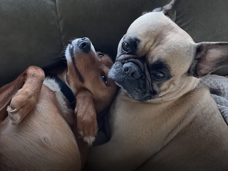 close-up photo of two puppies