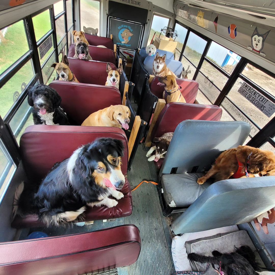 cute puppies in bus