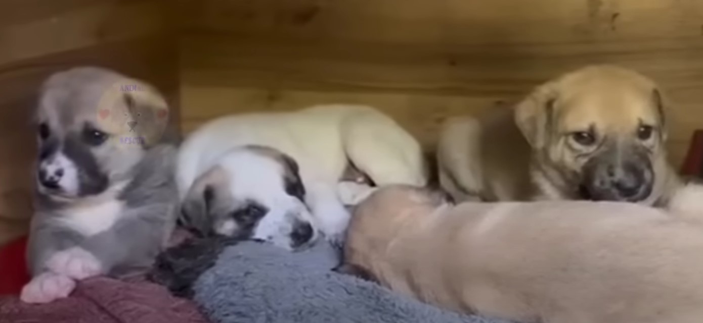 cute puppies laying
