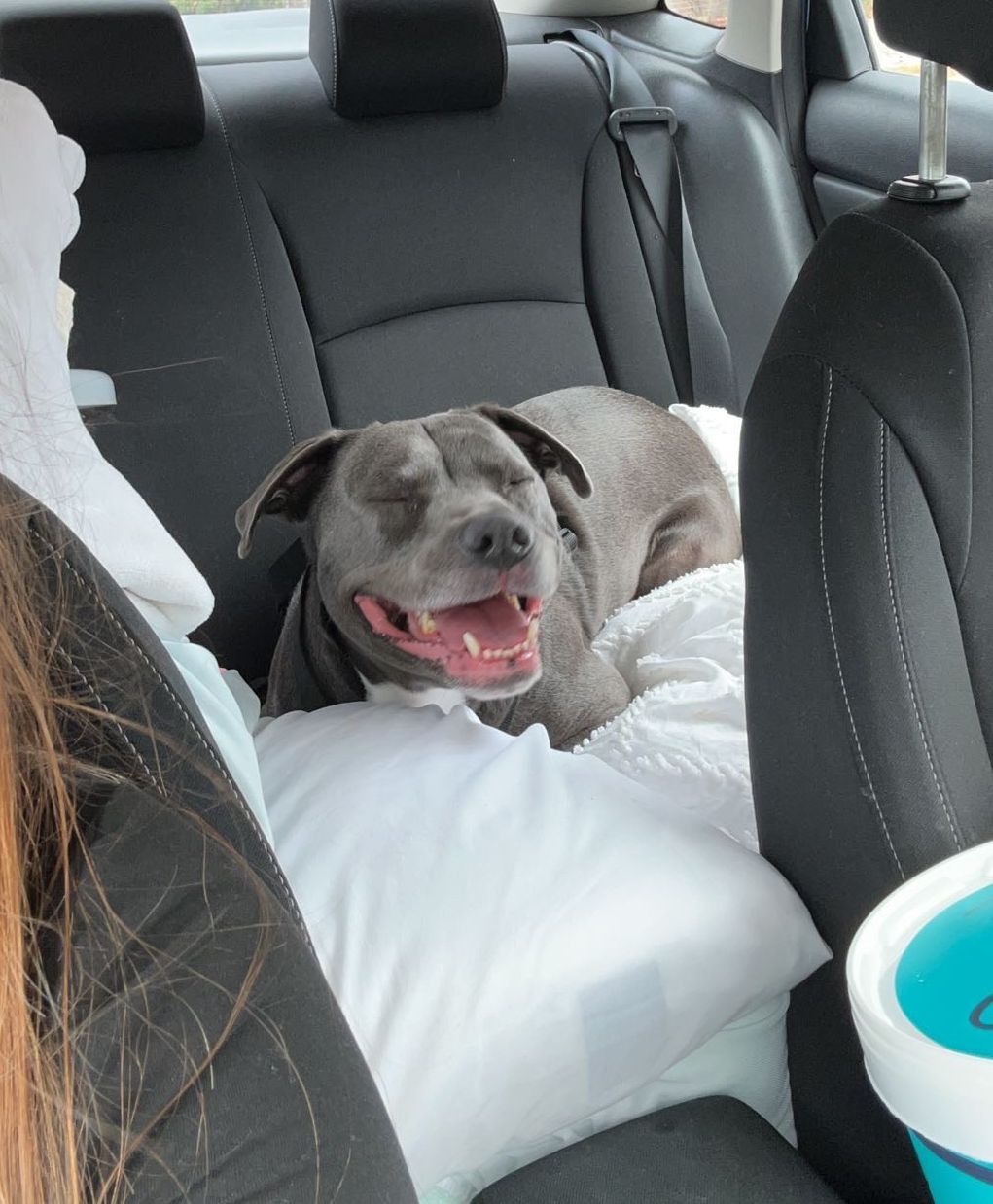 deaf dog sitting on a back seat of car