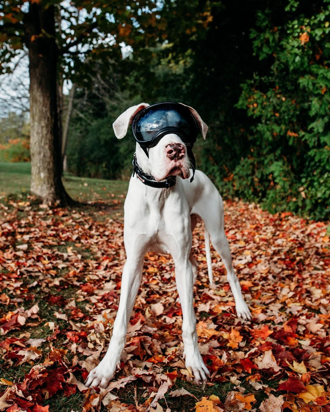 deaf dog with fancy glasses