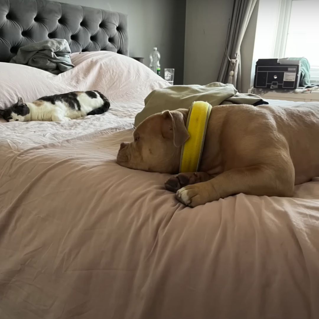 dog and cat sleeping on the bed