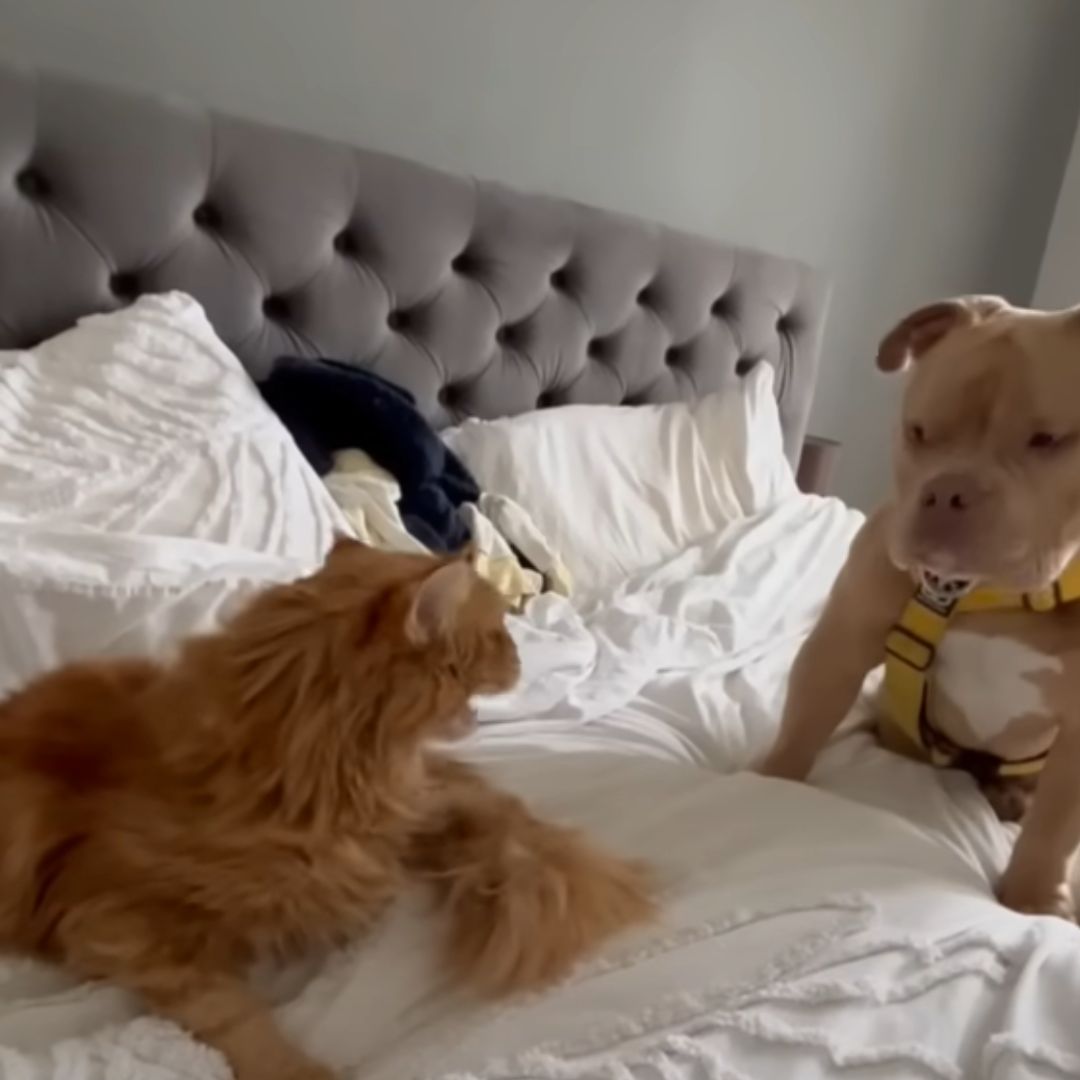 dog and cat standing on the bed