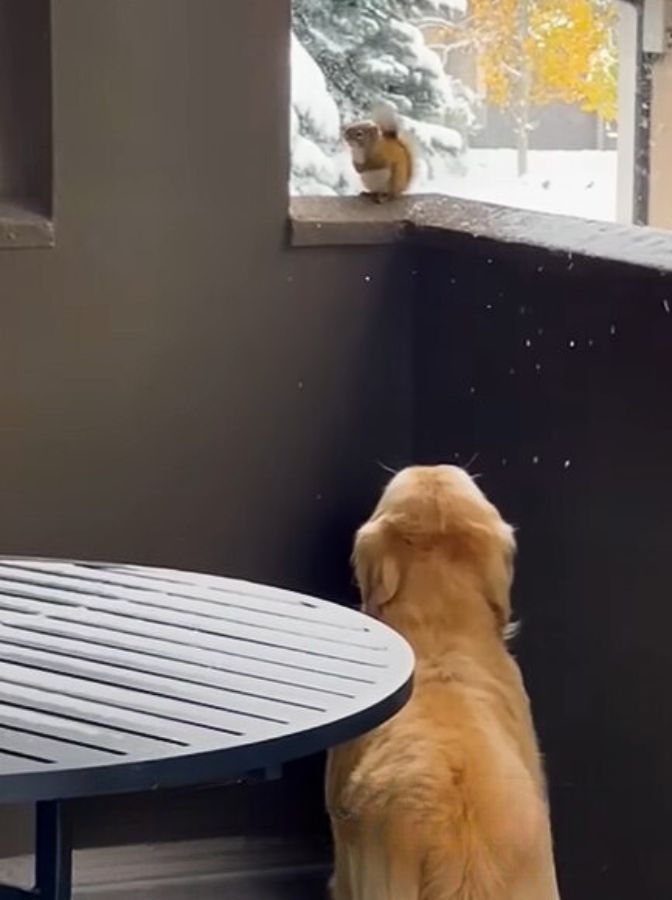 dog and squirrel on a porch