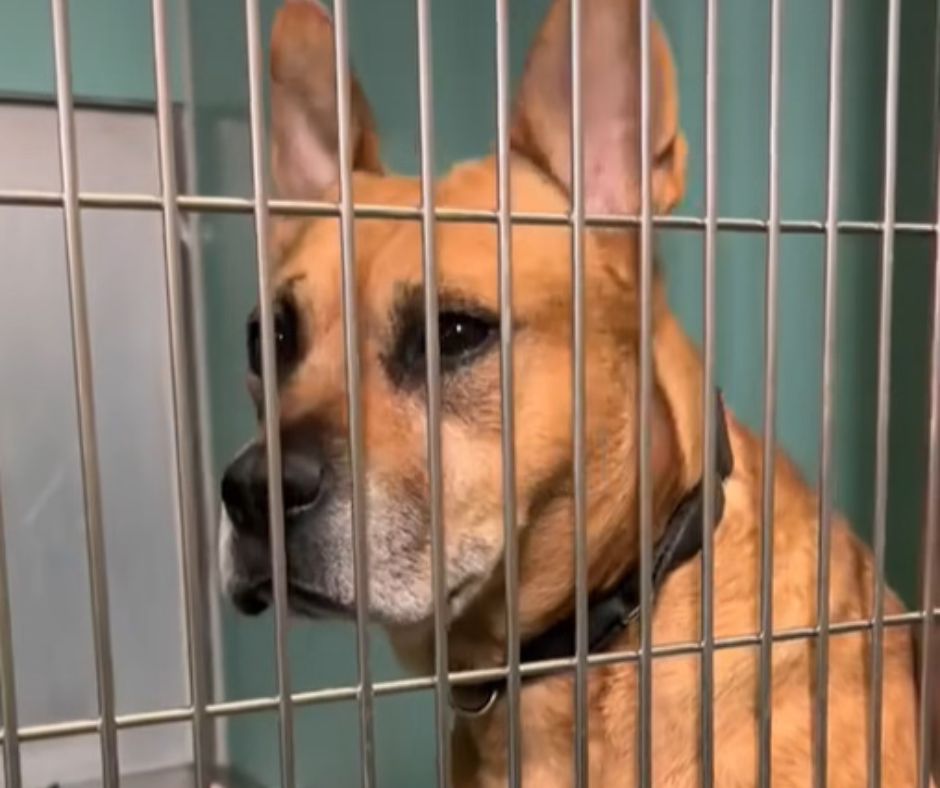 dog at the shelter