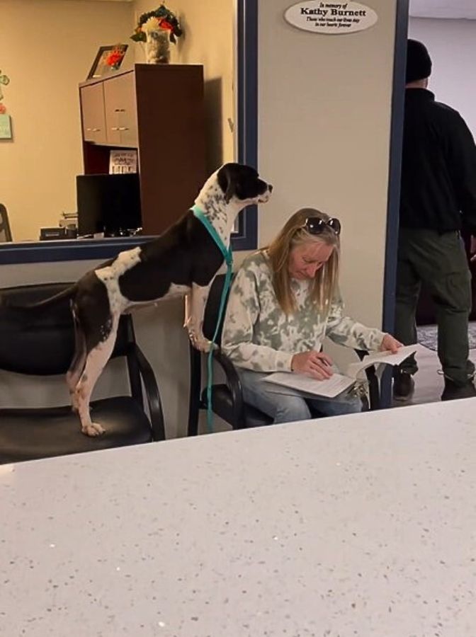 dog bursting wtih joy for solving the papers