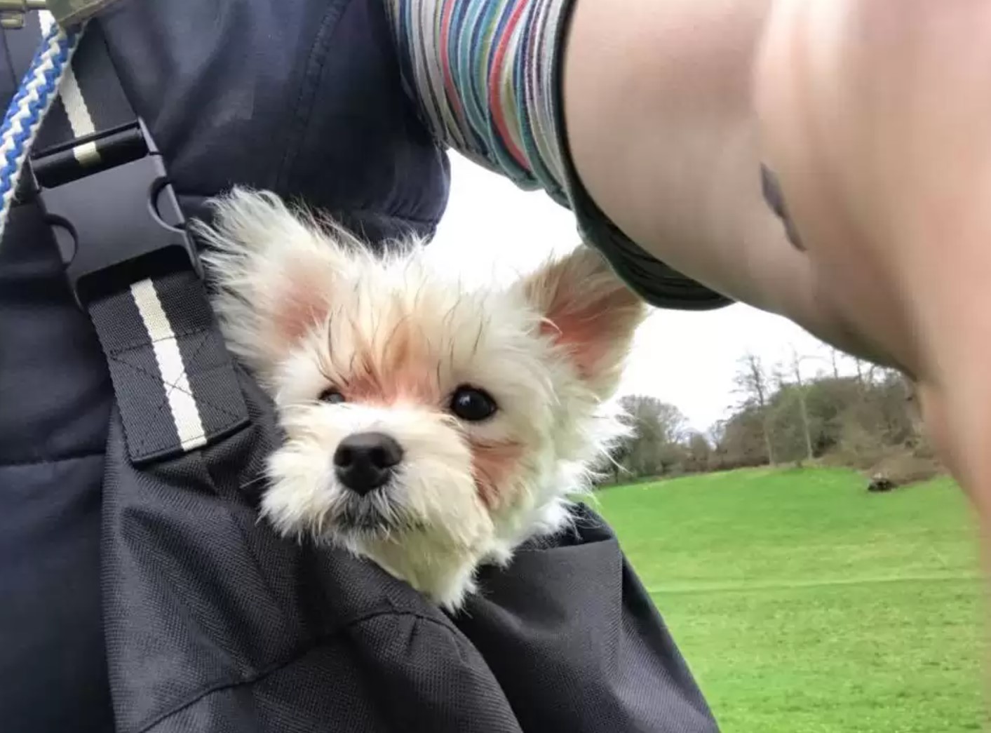 dog carried in a bag