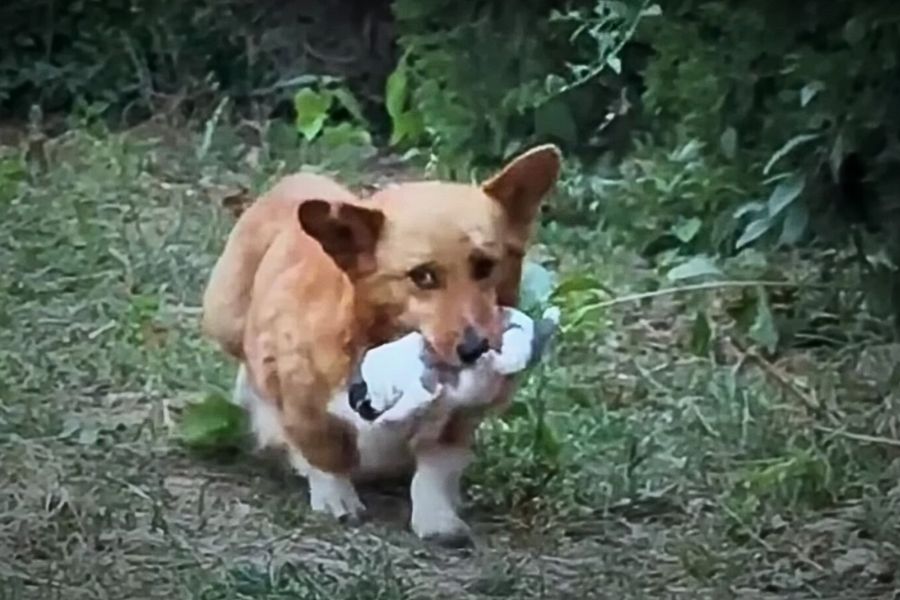 dog carrying its baby in mouth