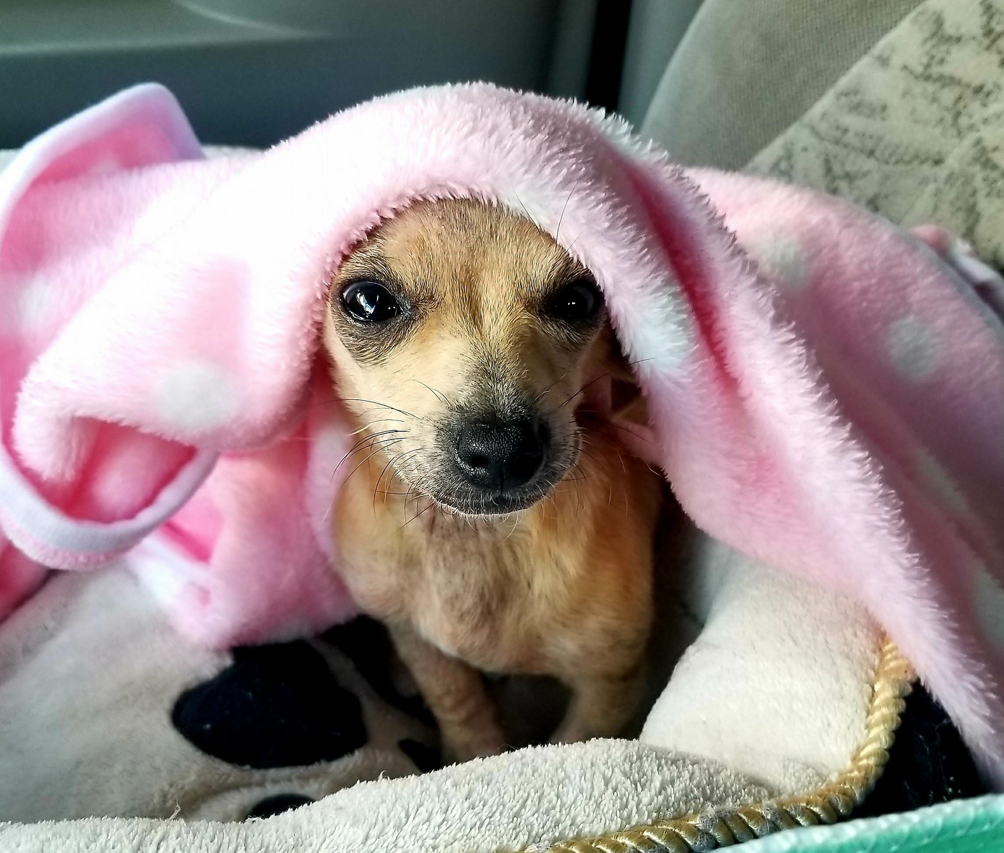 dog covered with pink blanket