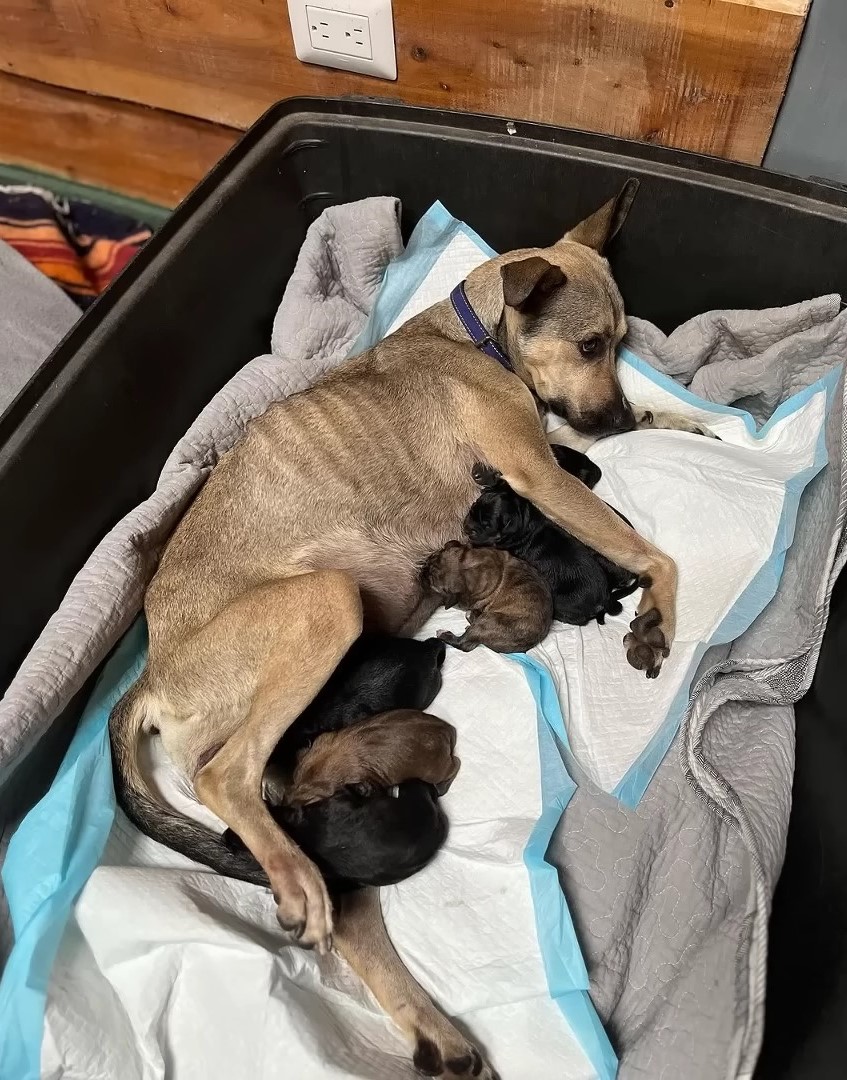 dog feeding five puppies