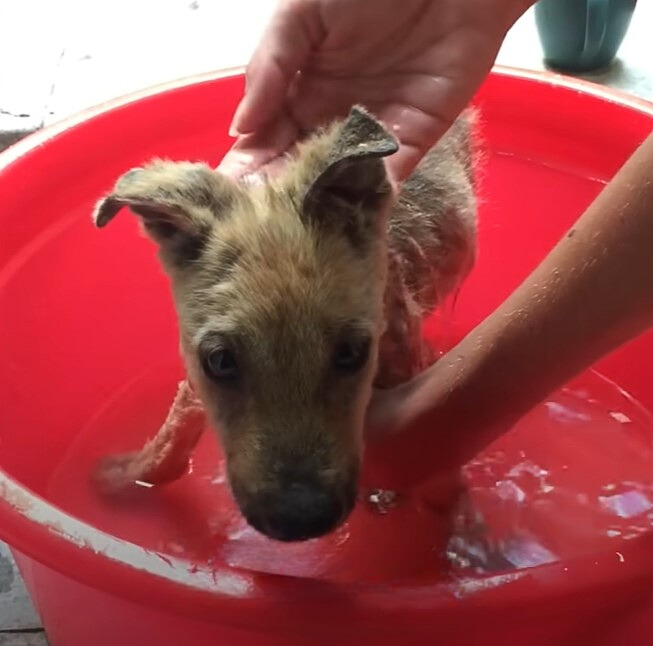 dog getting a bath in a red bucket