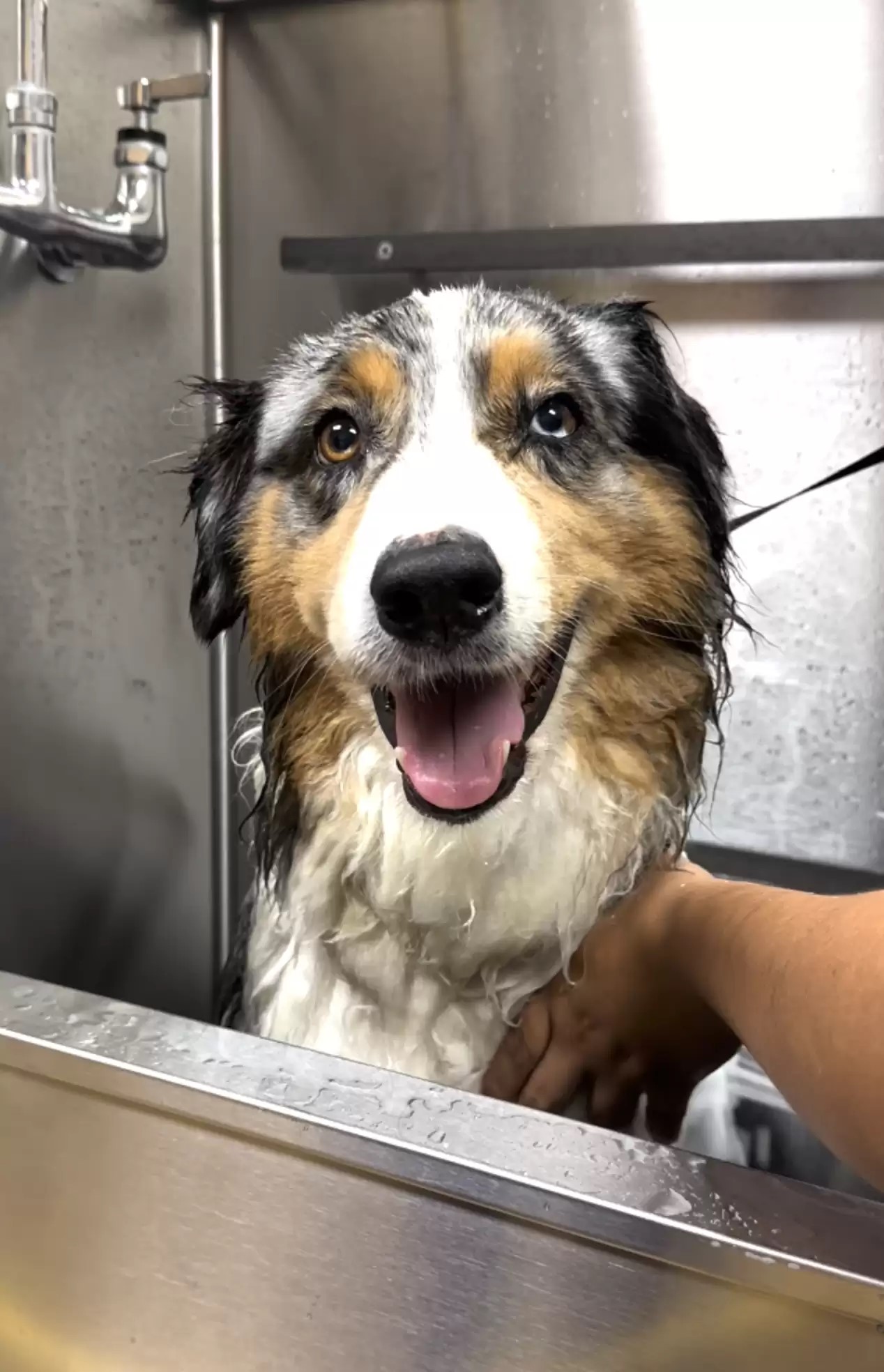 dog getting a shower