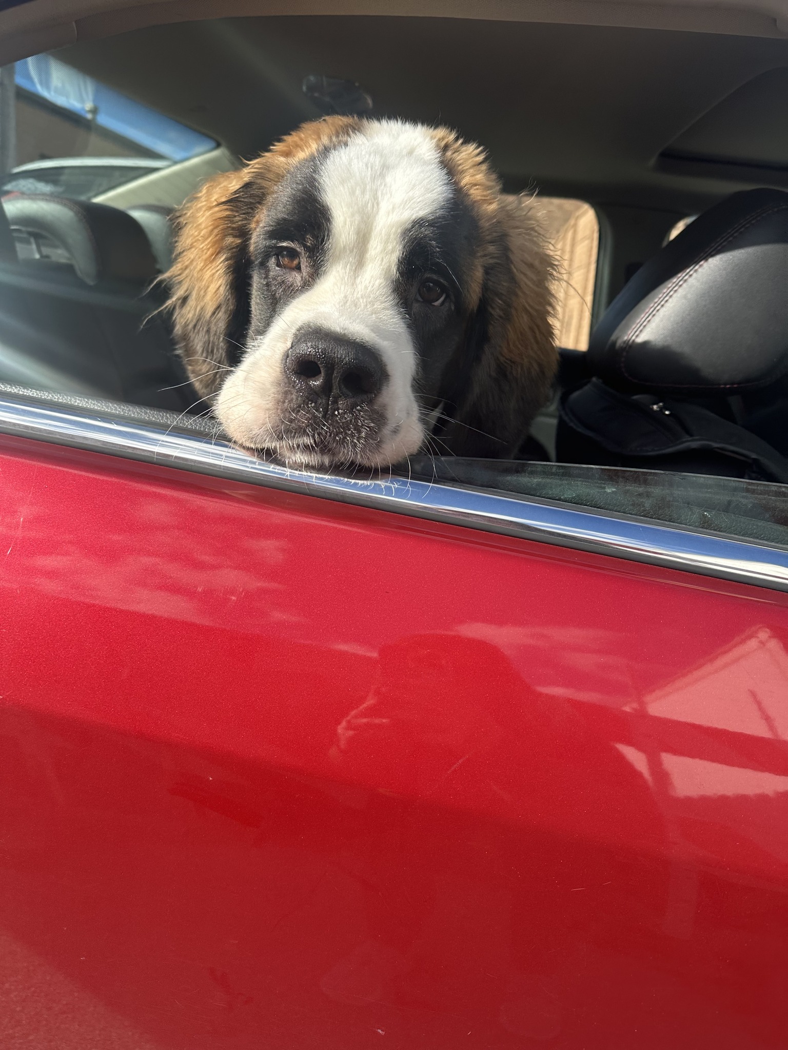 dog in a red car