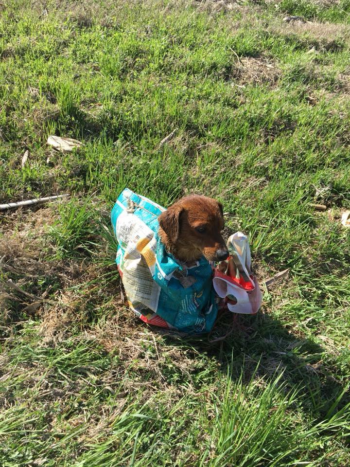 dog in bag