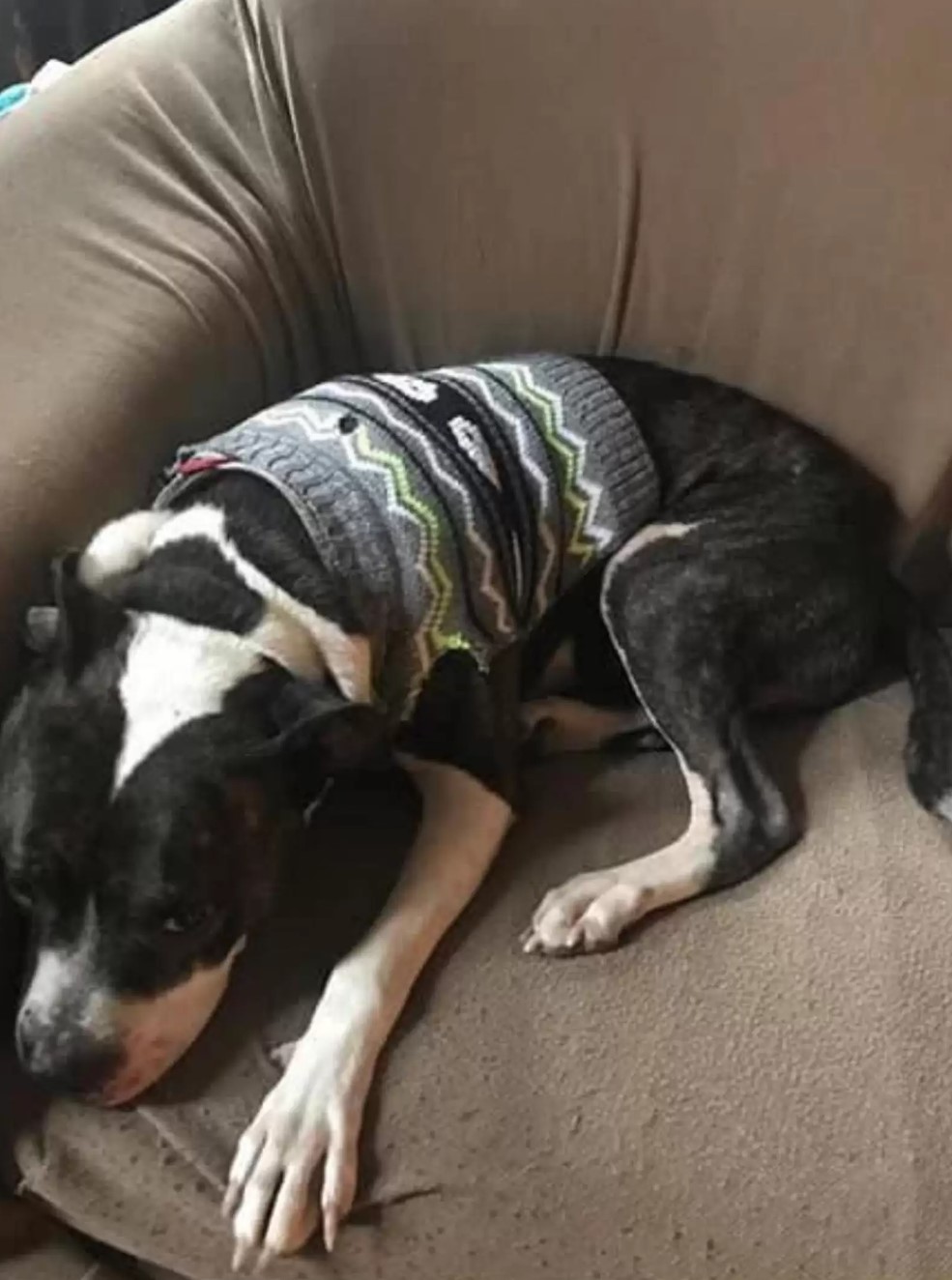 dog in clothes laying