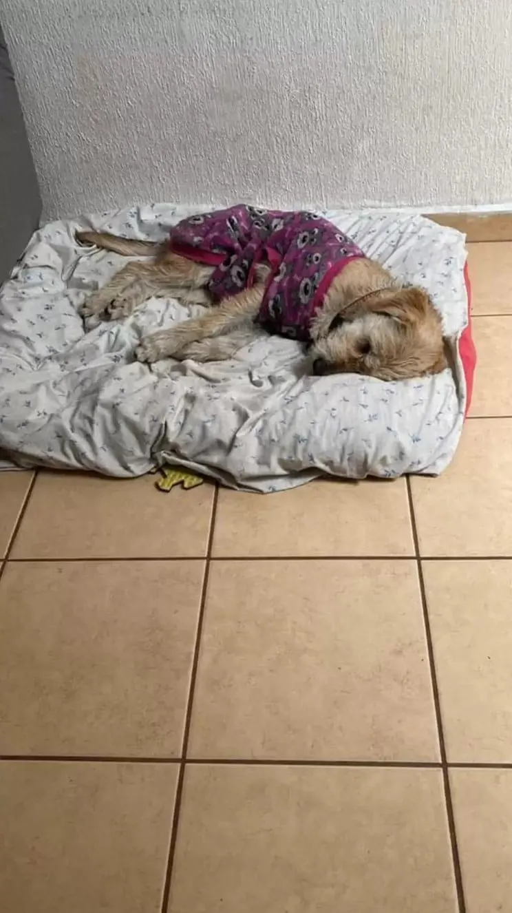 dog in purple sweater laying on his bed