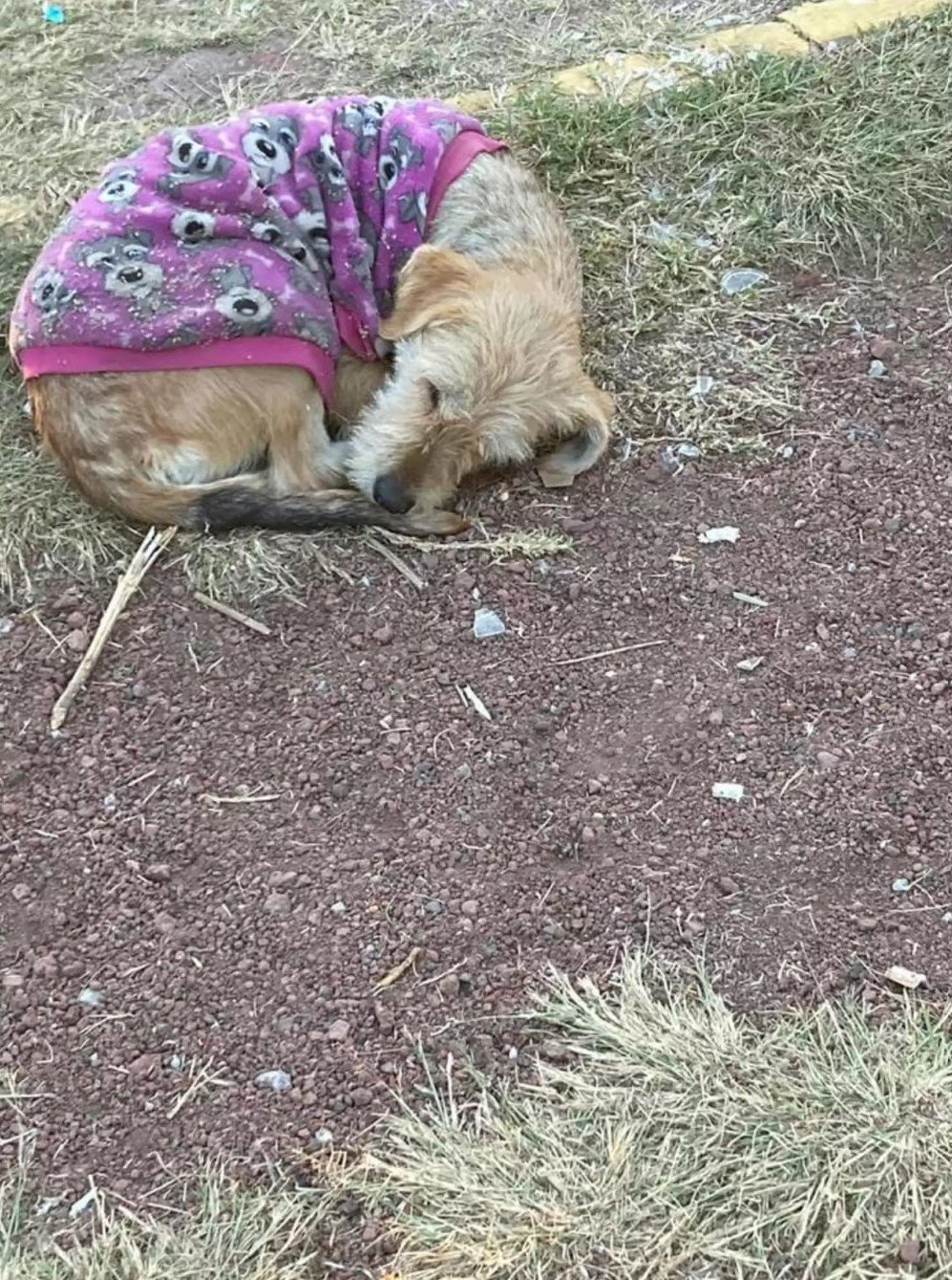 dog in sweater sleeping outdoor