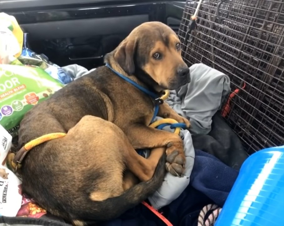 dog laying in the car on stuffs