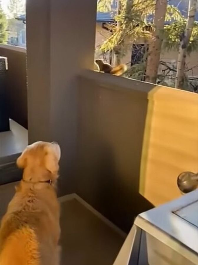 dog looking at a squirrel