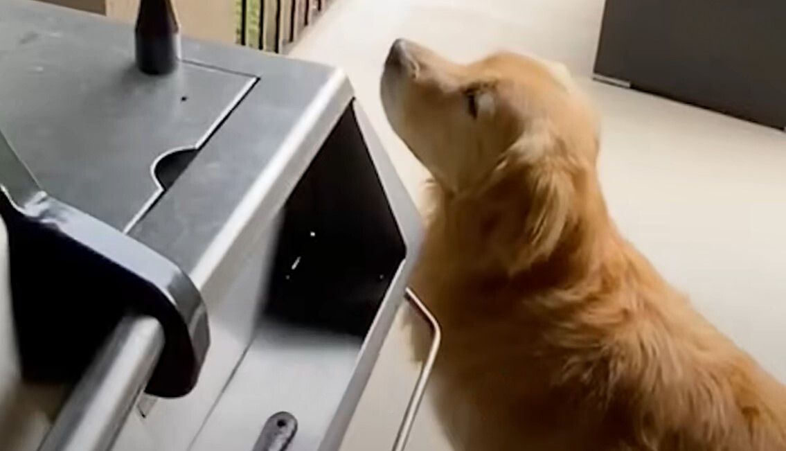dog looking up