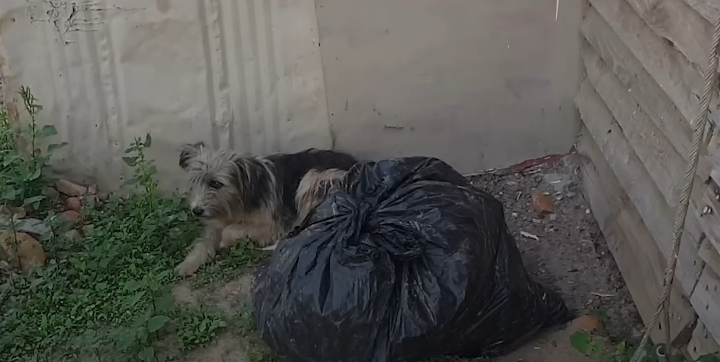 dog lying by a trash bag