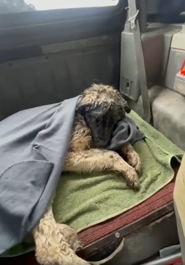dog lying in a car covered with blanket