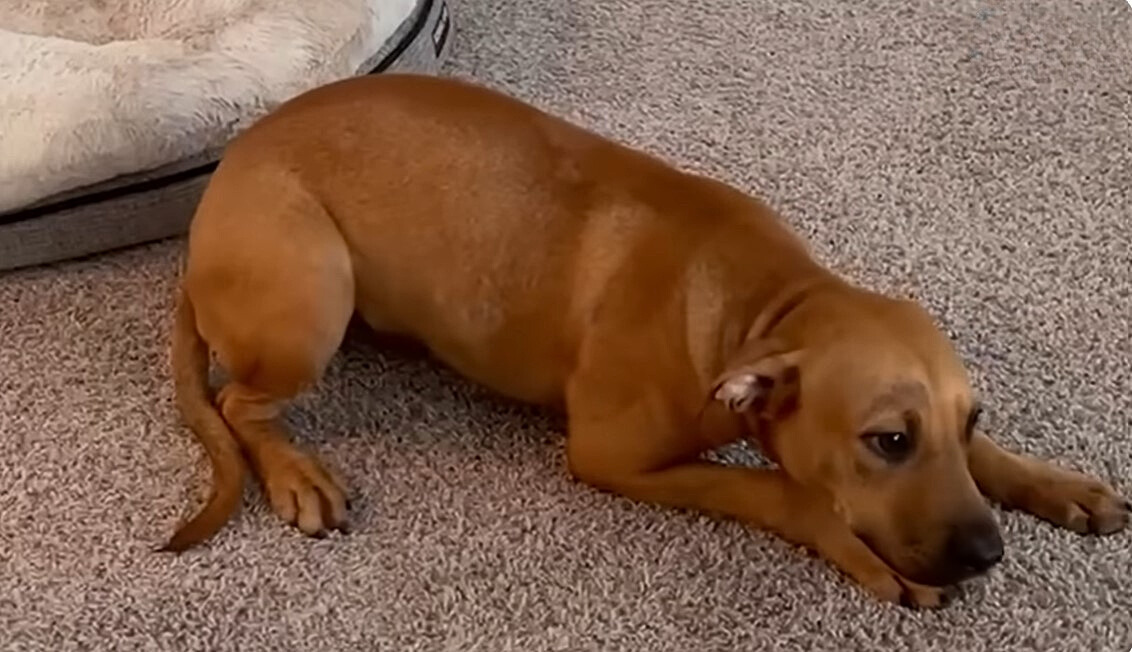 dog lying on the carpet