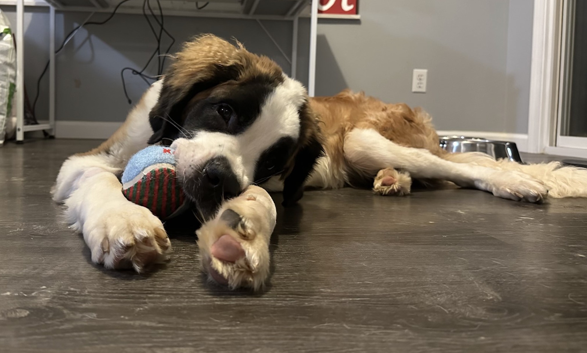 dog lying on the floor with a ball