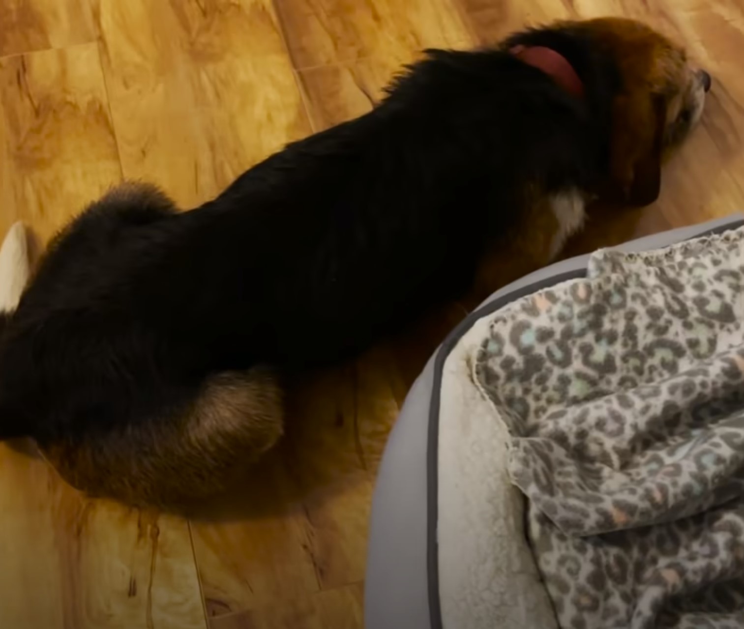 dog lying on the floor