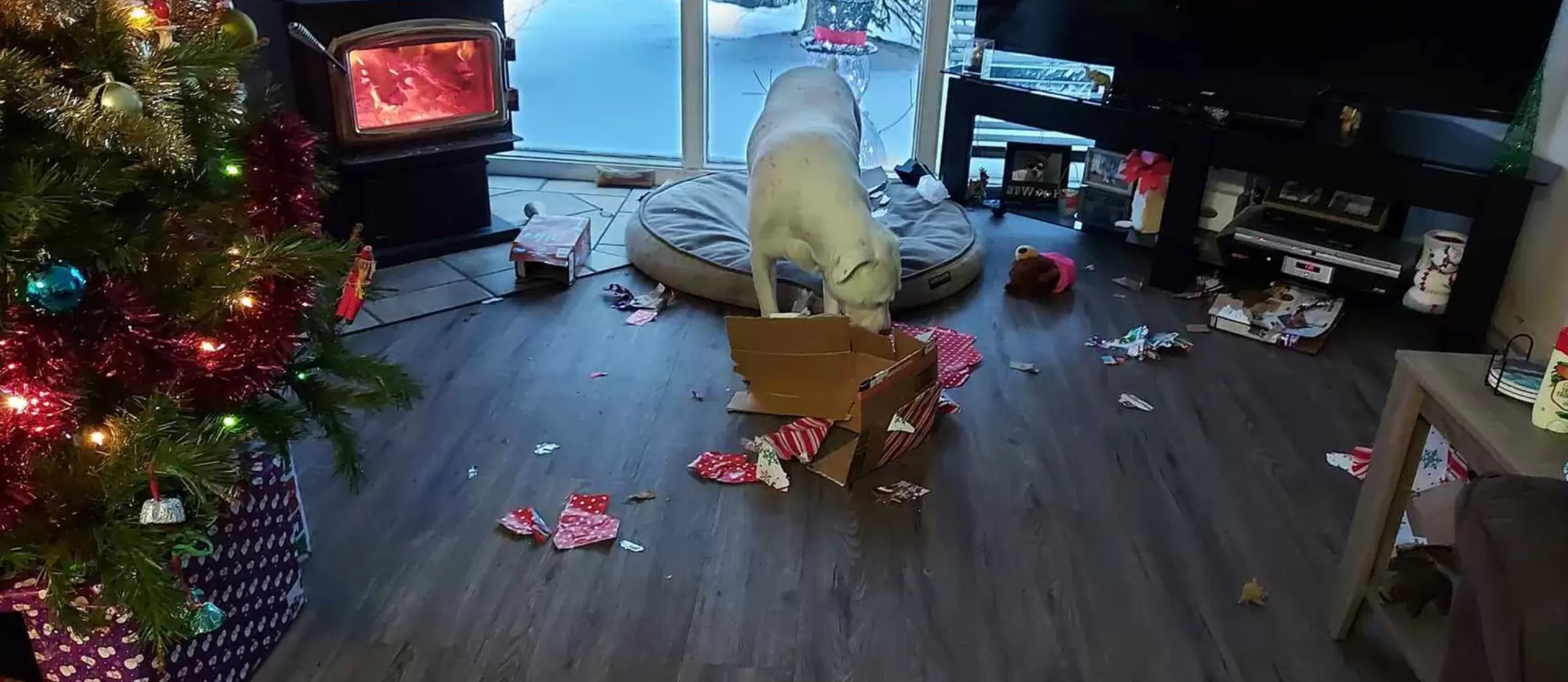 dog making a mess from presents