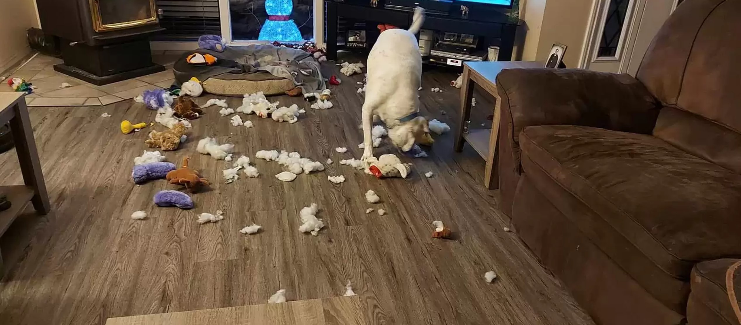 dog making a mess