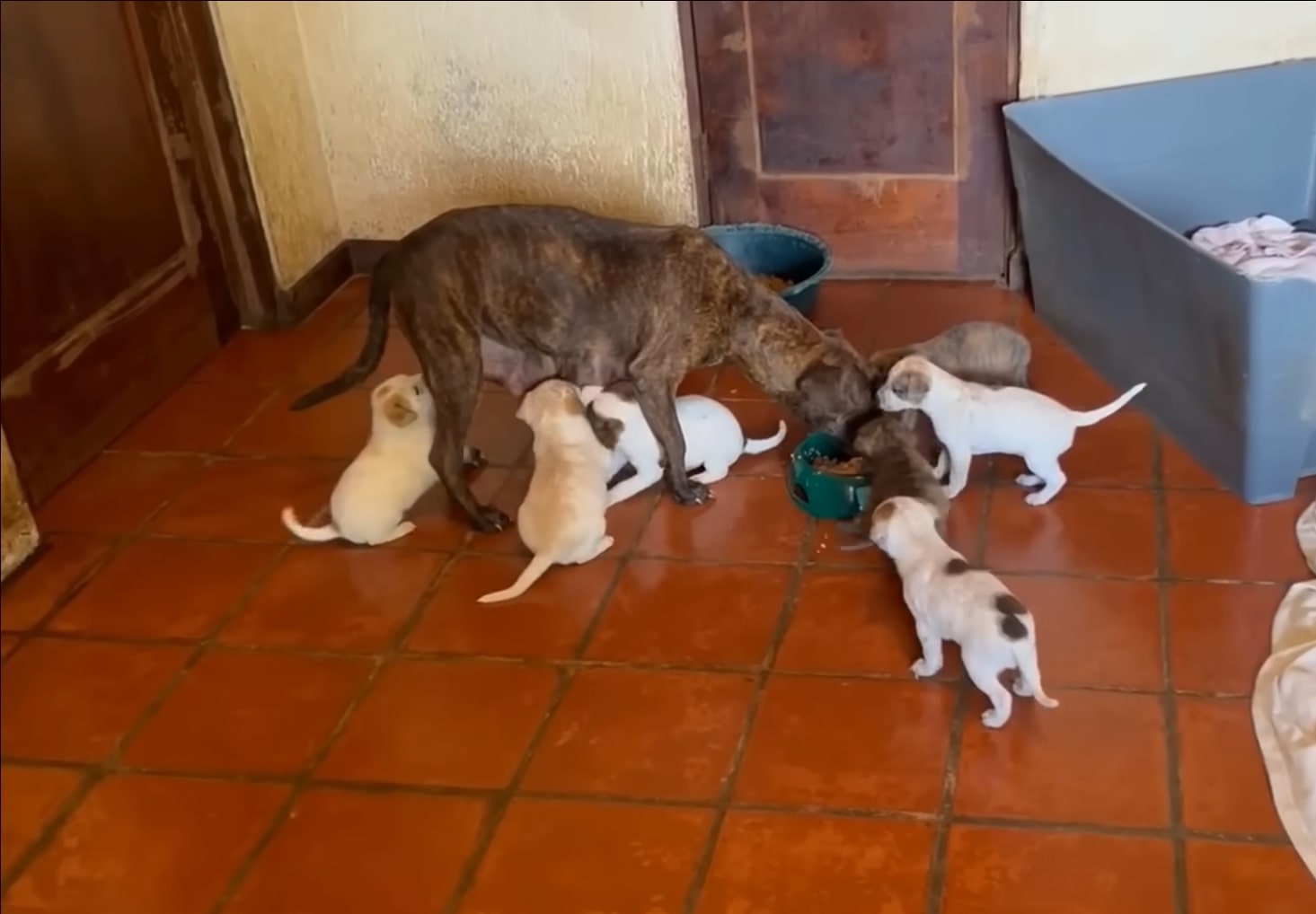 dog mom and puppies eating