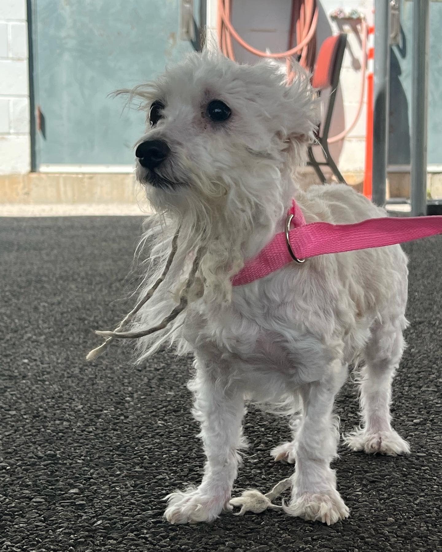 dog on a pink leash