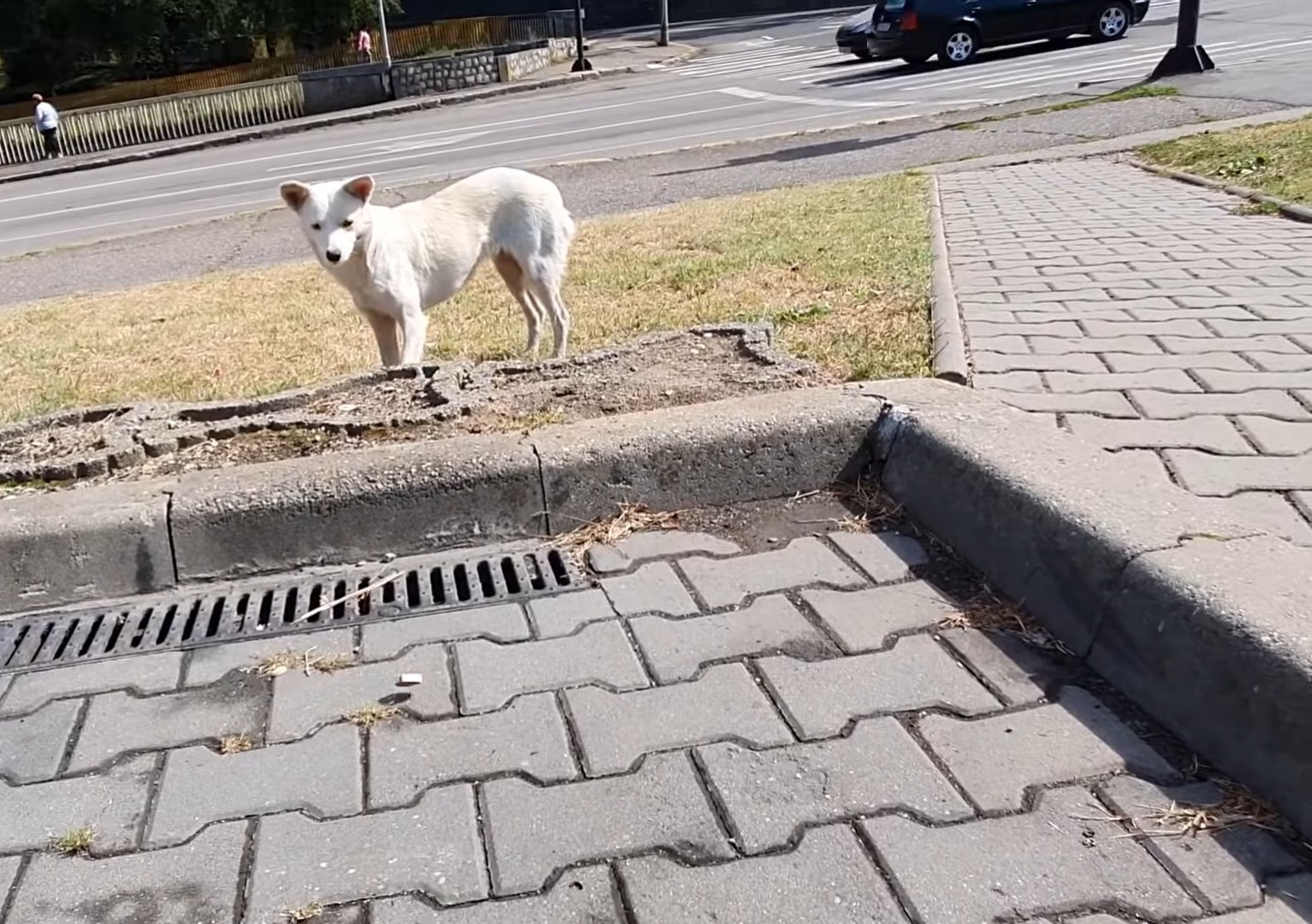 dog on the sidewalk