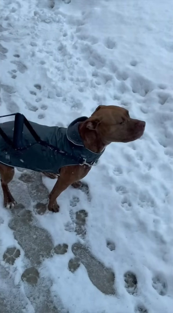 dog on the snow