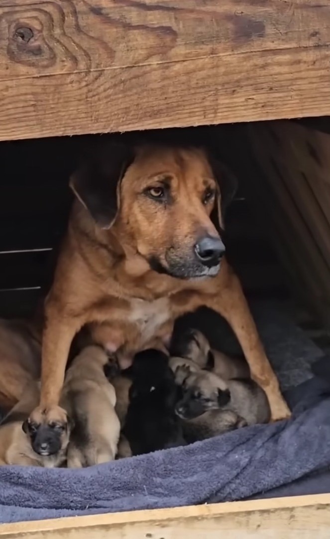 dog protecting puppies