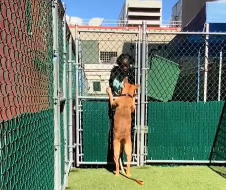 dog reaching up at the metal fence