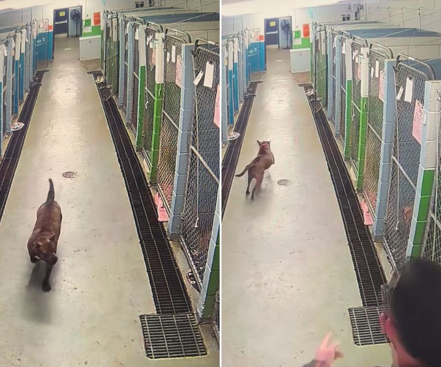 dog running in the jail