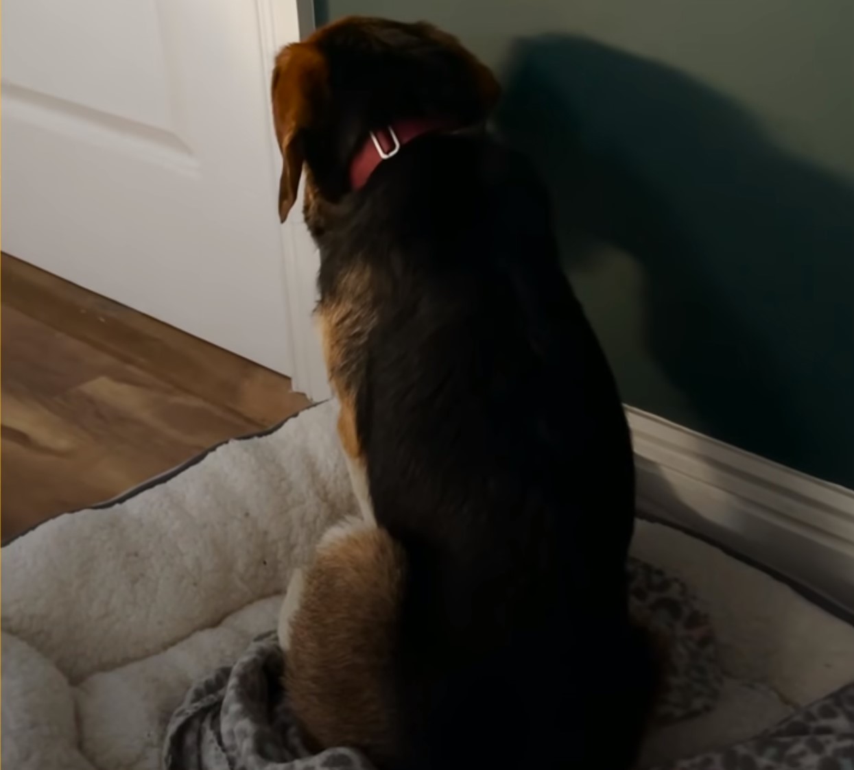 dog sitting in dog bed looking at the wall