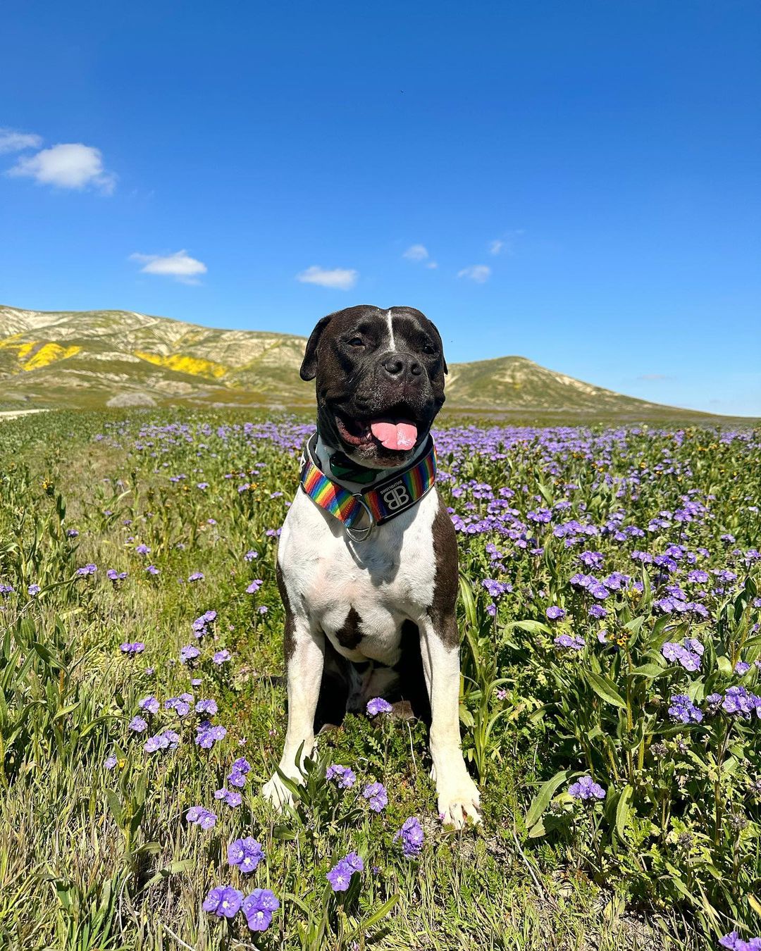 dog sitting in flower field