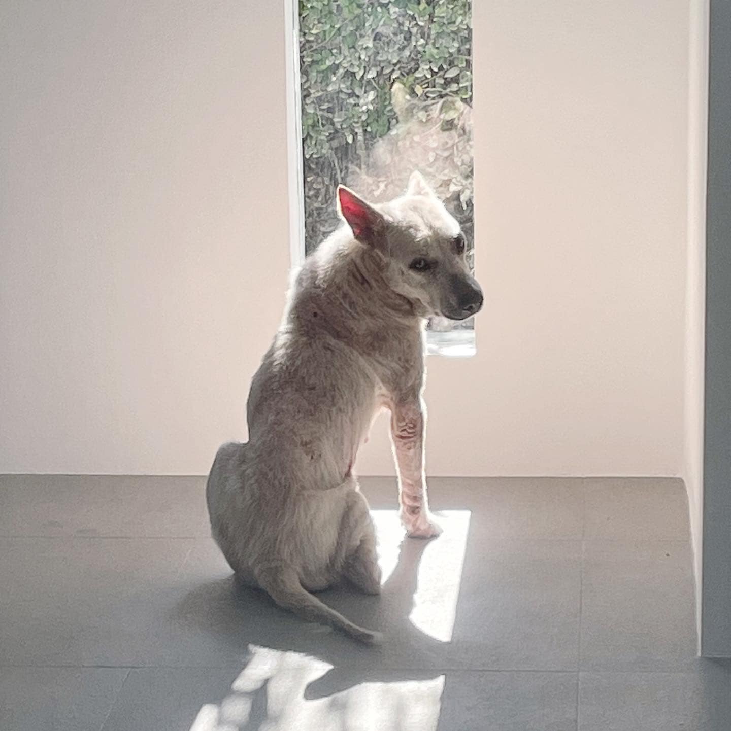 dog sitting in sunlight