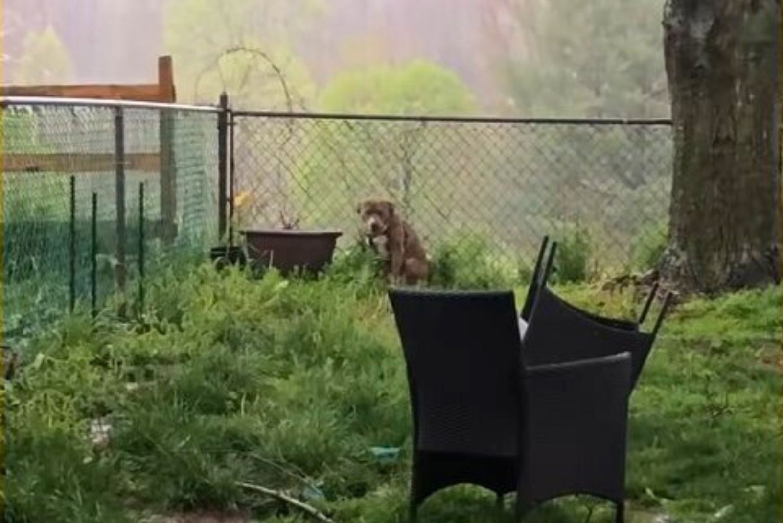 dog sitting next to fence