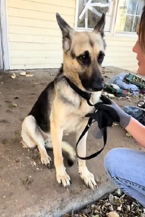 A Sweet German Shepherd Who Was Found In An Abandoned House Receives ...