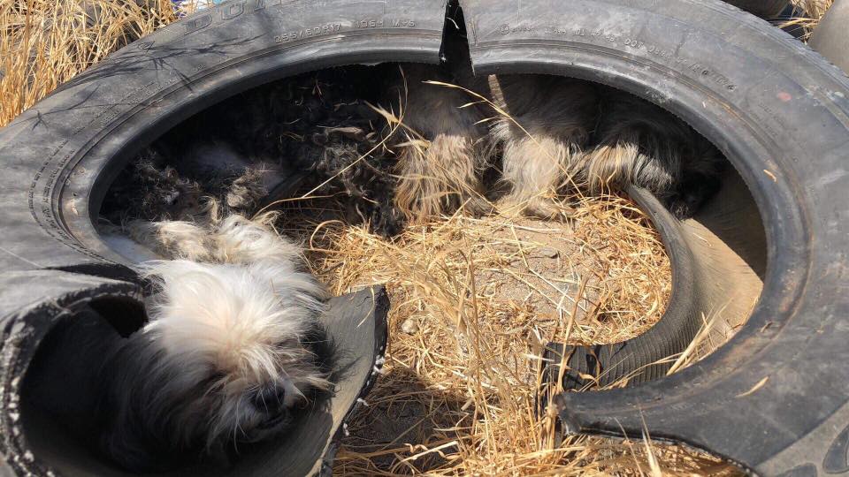 dog sleeping in tire
