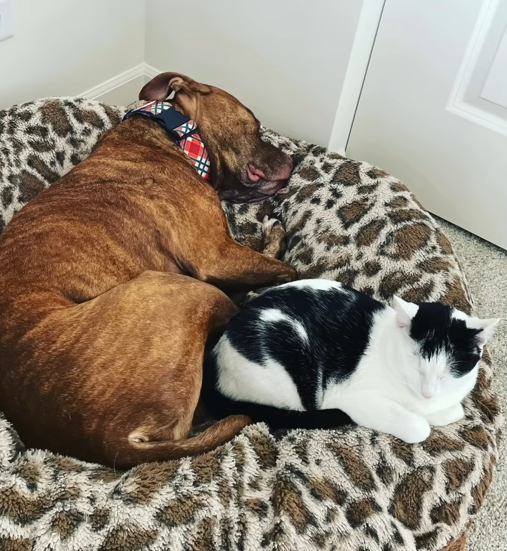 dog sleeping with cat